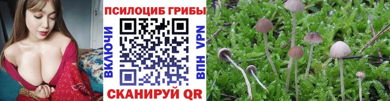 Псилоцибиновые грибы Cubensis  Райчихинск 